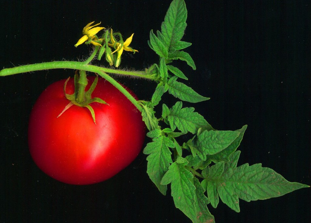 tomato_scanned
